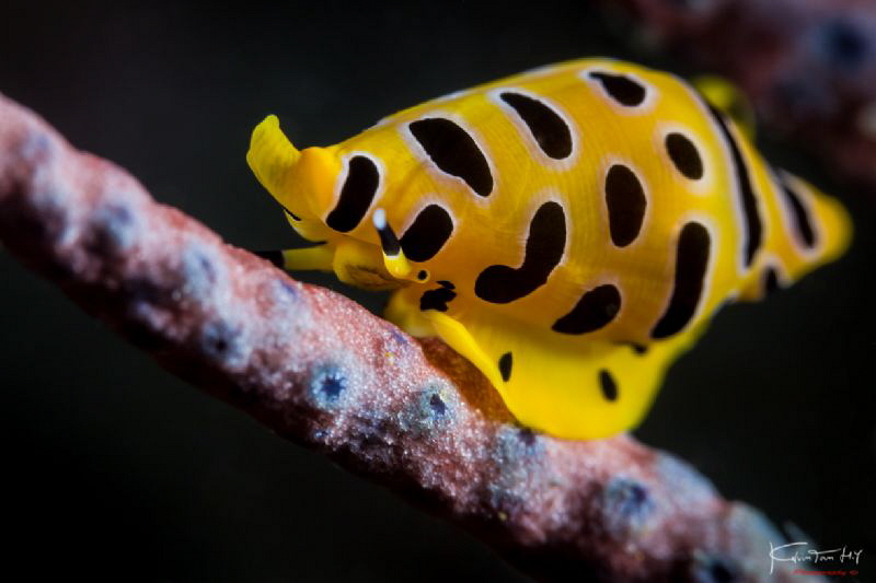 Tiger cowrie by Kelvin H.y. Tan 