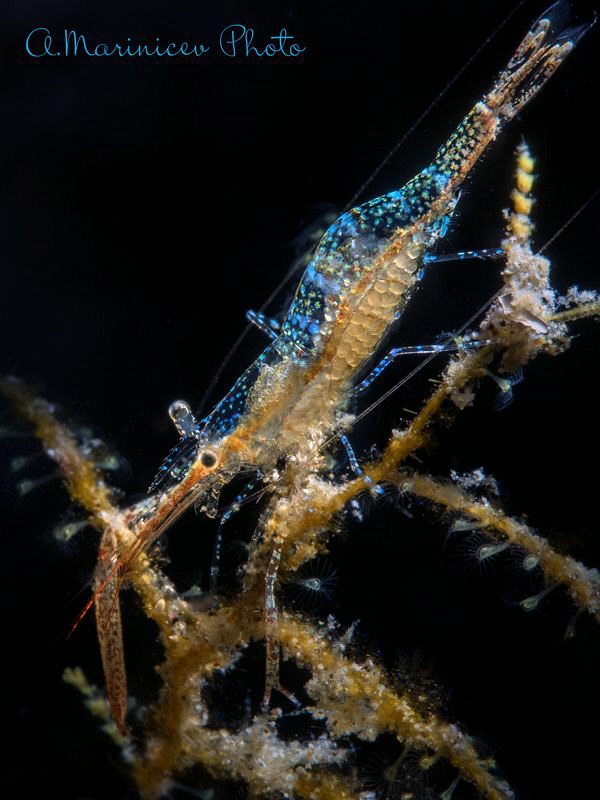 Ghost shrimp by Aleksandr Marinicev 
