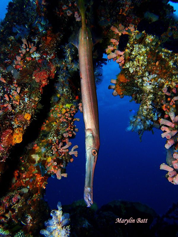 Trumpet fish framed by wreck. by Marylin Batt 
