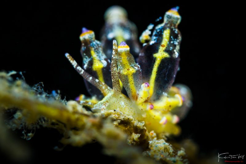 Eubranchus mandapamensis by Kelvin H.y. Tan 