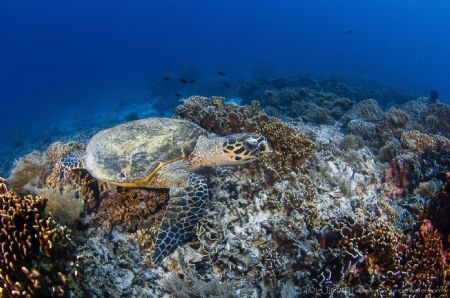 T U R T L E
Lombok (Gili), Indonesia. March 2016 by Irwin Ang 