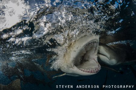 One big bite at Tiger Beach .... Lemon Shark fun! by Steven Anderson 