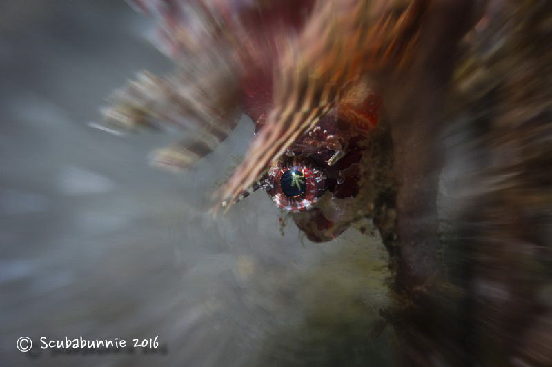 Twinkle in my eye by Tracey Jennings 