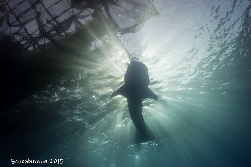 whaleshark by Tracey Jennings 