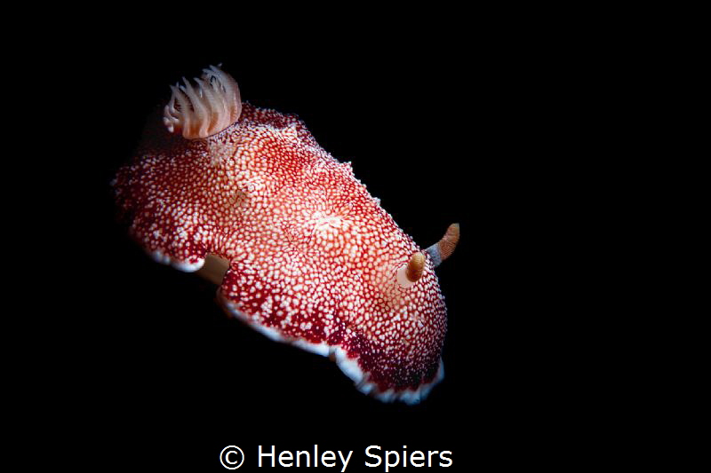 Strawberry Cheesecake by Henley Spiers 