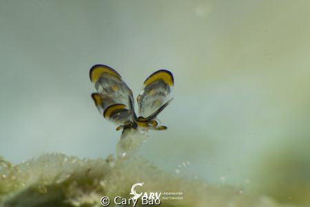 The super tiny tiger butterfly, I have to choose to use M... by Cary Bao 