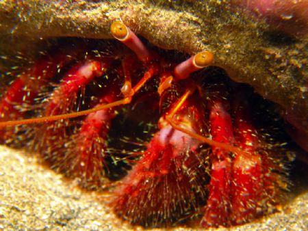 Another curious little hermit crab found in Taiwan... by Alex Tattersall 