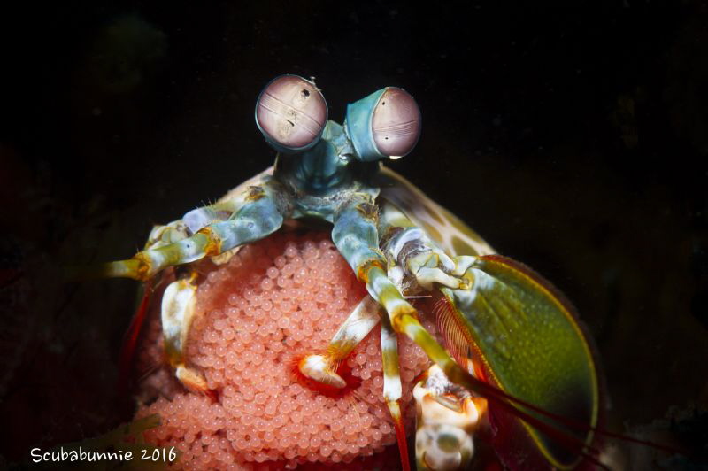 with eggs by Tracey Jennings 