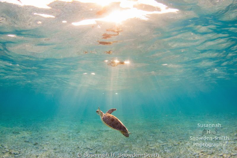 "Ascension"
A green sea turtle ascends into sunbeams in ... by Susannah H. Snowden-Smith 