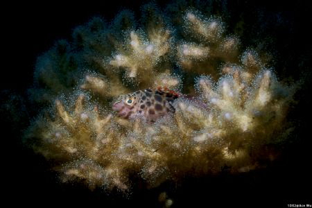 Looking for me?
Location :Palau
Canon EOS1D X Mark II
... by Yung Sen Wu 