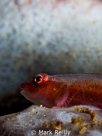goby profile by Mark Reilly 