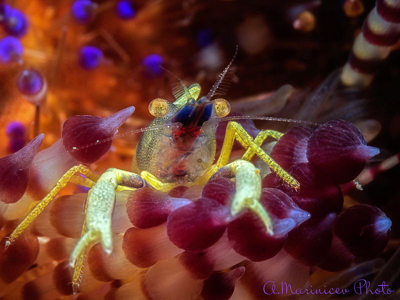Fire Urchin Lobster by Aleksandr Marinicev 