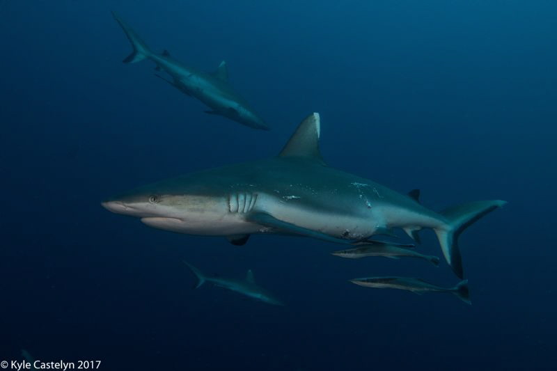Photo taken Madivaru Corner, Rasdhoo Atoll, Maldives by Kyle Castelyn 