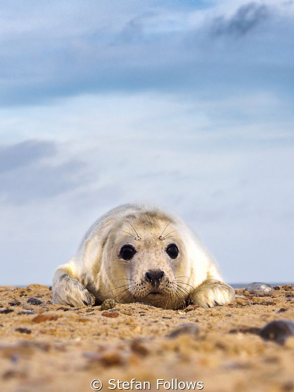 Get over it ... !

Grey Seal (pup) - Halichoerus grypus... by Stefan Follows 