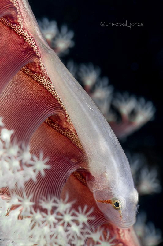 Pleurosicya boldinghi - Ghost Goby on Sea Pen by Wayne Jones 