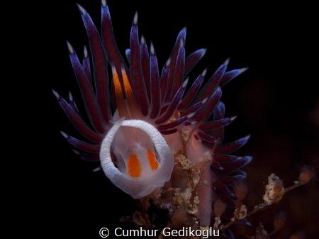 Cratena peregrina
Body check is OK. by Cumhur Gedikoglu 