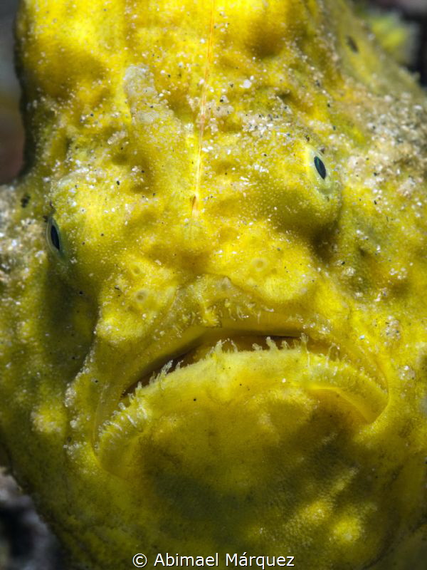 Yellow Face by Abimael Márquez 