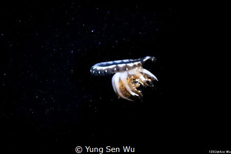 Fly to the galaxy
Location :Palau
Canon EOS1D X Mark II... by Yung Sen Wu 