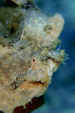 Frogfish.D70,105mm.Kapalai,Sabah by Frankie Tsen 
