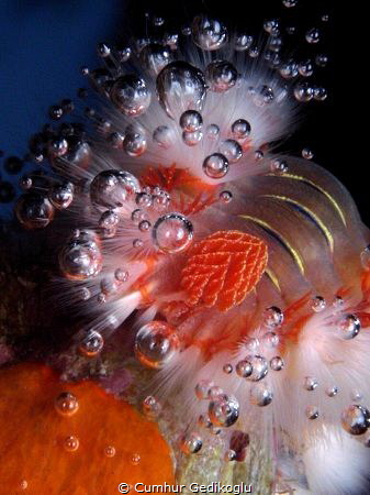 Hermodice carunculata
Bubble Catcher fire worm by Cumhur Gedikoglu 