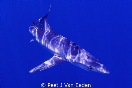 Dappled sunlight by Peet J Van Eeden 