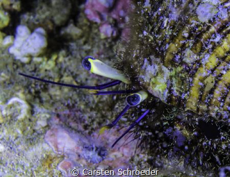 Blue Eyes by Carsten Schroeder 