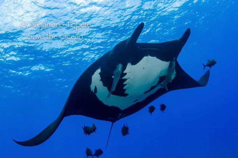 Mantaray with Jacks, San Benedicto México by Alejandro Topete 