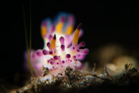 Aegires villosus. Nikon D800, 105 nikkor, Nauticam SMC pl... by Mehmet Salih Bilal 