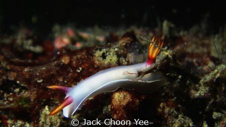 White Nudibranchia by Jack Choon Yee 