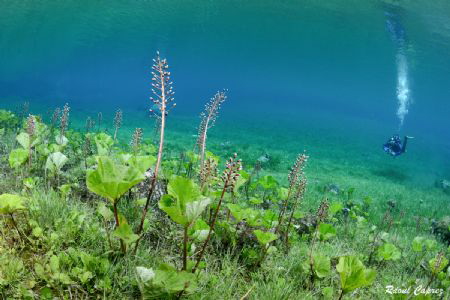 Diving in the meadow by Raoul Caprez 
