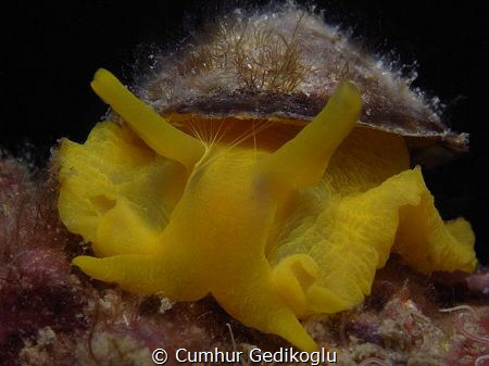 Tylodina perversa
YELLOW by Cumhur Gedikoglu 