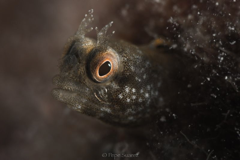 blenny by Pepe Suarez 