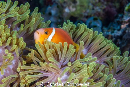 Clownfisch in Anemone by Carsten Schroeder 