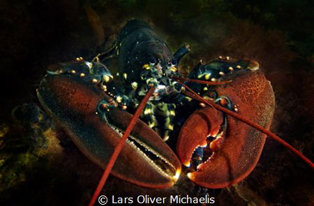 Popeye
(Homarus gammarus)
Zeeland, North Sea by Lars Oliver Michaelis 