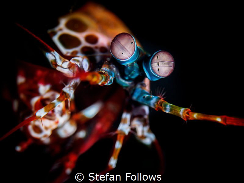 Affirmative

Peacock Mantis Shrimp - Odontodactylus scy... by Stefan Follows 