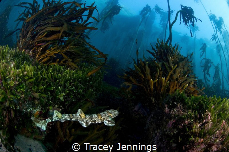 Puff adder shy shark by Tracey Jennings 