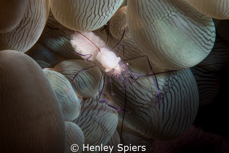 Bubble Shrimp Stuffed with Eggs by Henley Spiers 