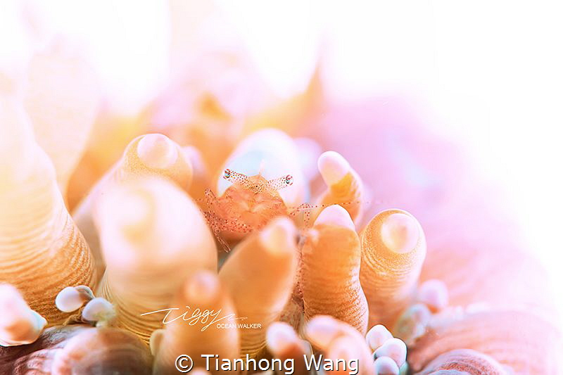 MILDNESS by Tianhong Wang 