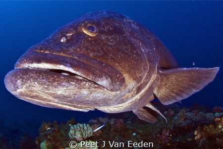 The Meeting- eye to eye by Peet J Van Eeden 
