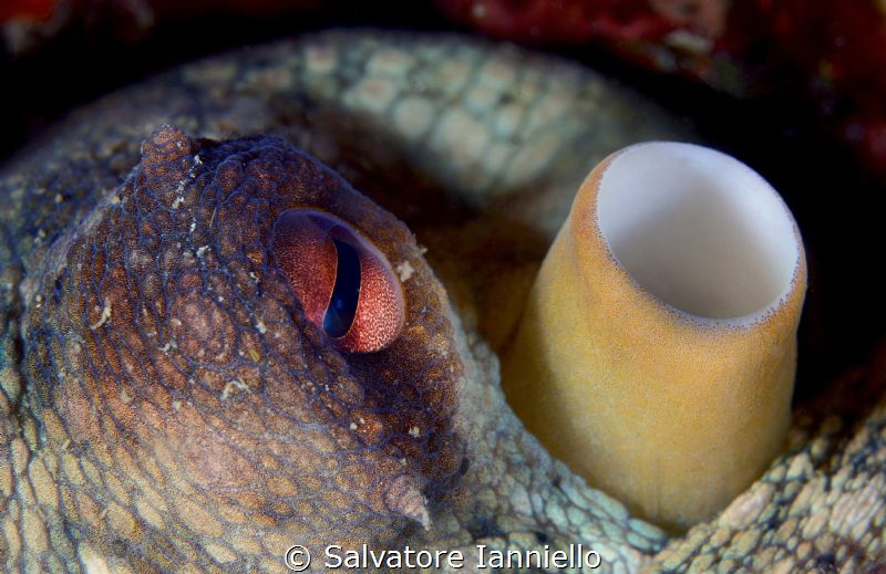 eye to siphon by Salvatore Ianniello 