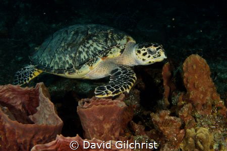 A Hawksbill Turtle swims over Sponges in Cozumel. by David Gilchrist 