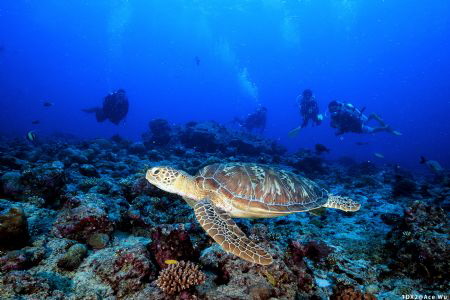 Focus
Location :Palau
Canon EOS-1D X Mark II
Canon EF ... by Yung Sen Wu 