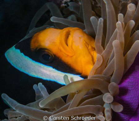 Clown close up by Carsten Schroeder 