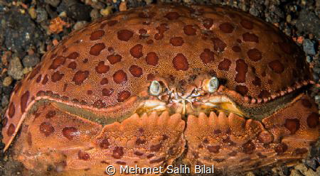 Big smile. by Mehmet Salih Bilal 