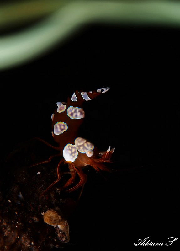 Sexy Shrimp & Anemone by Adriana Simeonova 