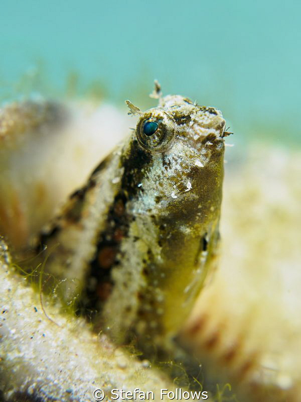 Shine!

Variable Fangblenny - Petroscirtes Variabilis
... by Stefan Follows 