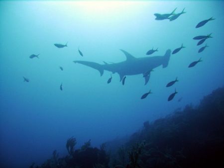Great Hammerhead cruising above. by Niki Gentry 