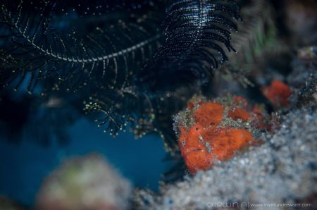V I S I B L E
Frogfish (Painted frogfish)
Anilao, Phili... by Irwin Ang 