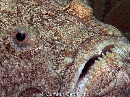 Uranoscopus scaber
Astonished Face by Cumhur Gedikoglu 