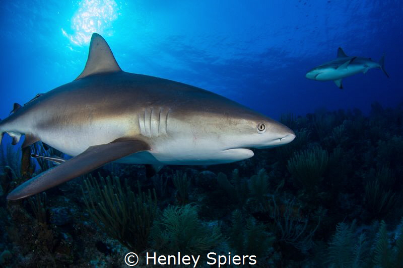 Big Daddy of the Reef by Henley Spiers 